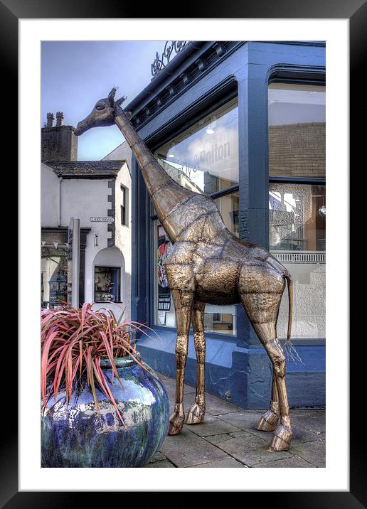 The Keswick Giraffe Framed Mounted Print by Tom Gomez