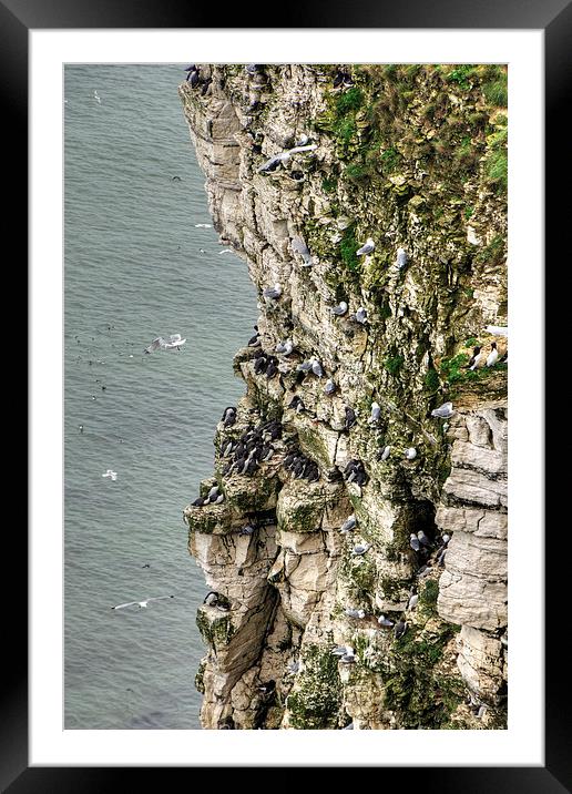 Bempton Cliffs Framed Mounted Print by Tom Gomez