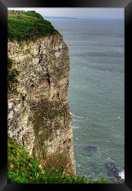 The cliffs at Bempton Framed Print by Tom Gomez