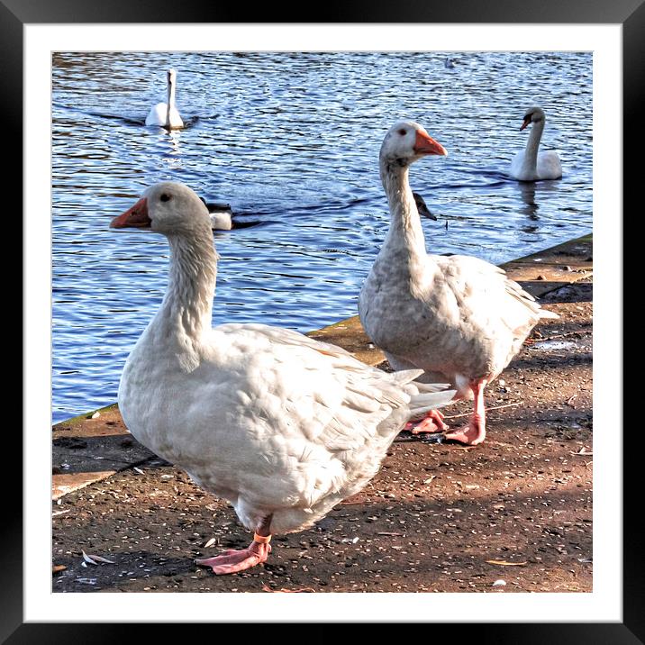Embden Geese Framed Mounted Print by Tom Gomez