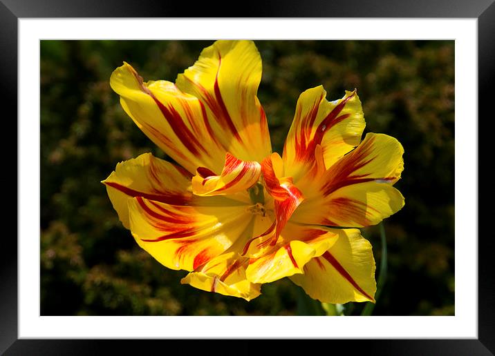 Open Tulip Framed Mounted Print by Tom Gomez
