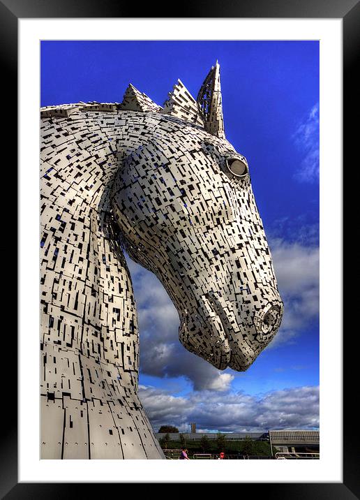 Kelpie Framed Mounted Print by Tom Gomez