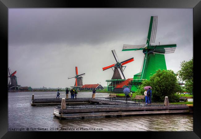 Windmills on the River Zaan Framed Print by Tom Gomez