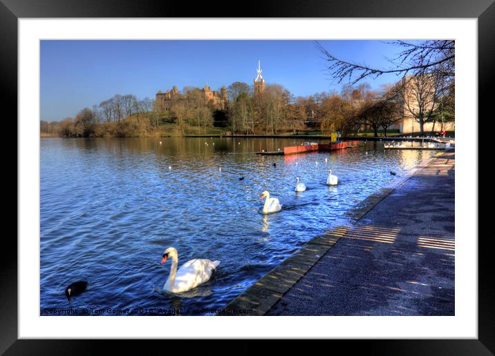 Swans glide past Framed Mounted Print by Tom Gomez