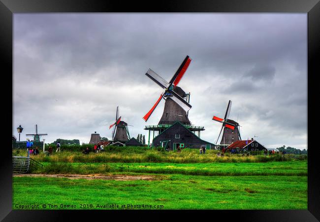 Zaanse Schans Windmills Framed Print by Tom Gomez