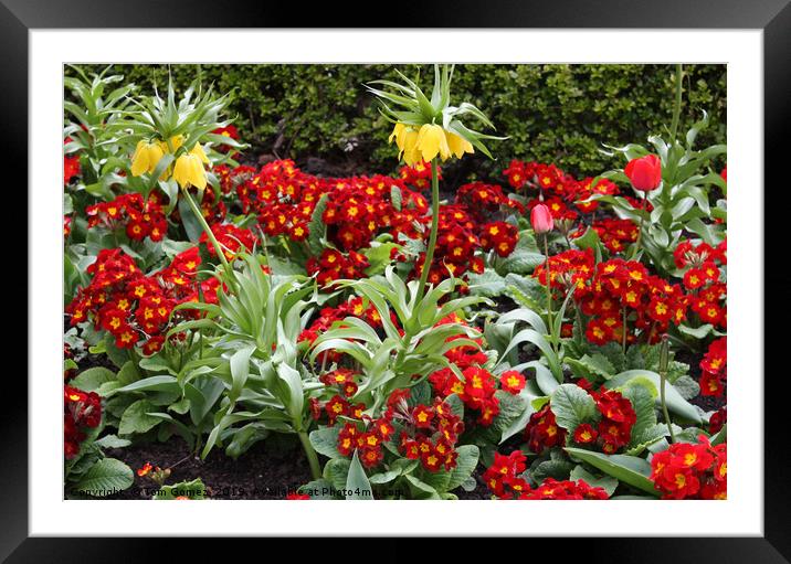 Mostly Primulas Framed Mounted Print by Tom Gomez