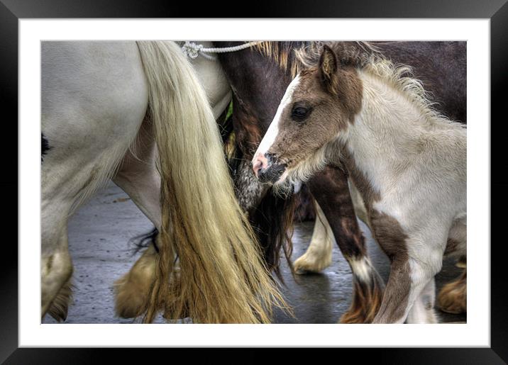 Foal at the Appleby Fair Framed Mounted Print by Tom Gomez