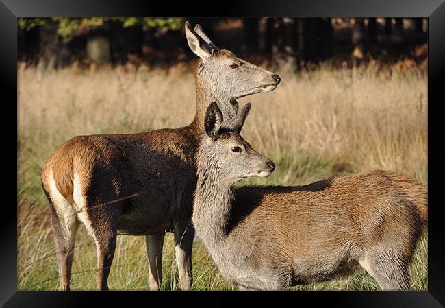 Deer in Richmond Park Framed Print by Lise Baker