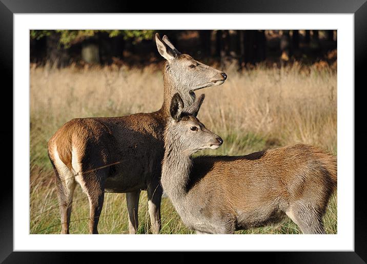Deer in Richmond Park Framed Mounted Print by Lise Baker