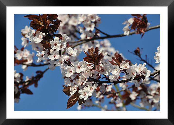 Spring Tree Blossom Framed Mounted Print by Lise Baker