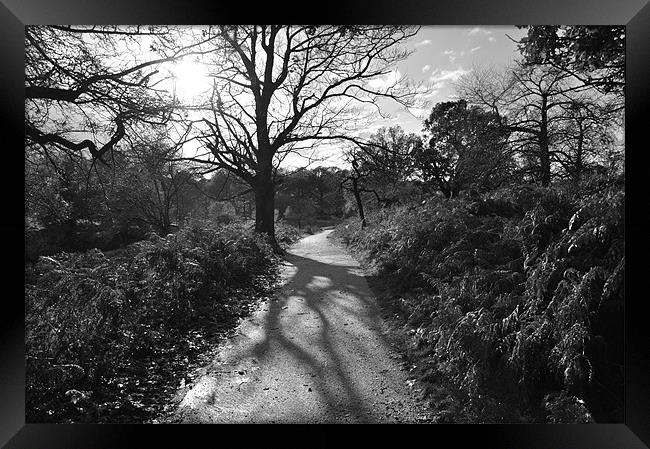 Sunny Path in Richmond Park Framed Print by Lise Baker