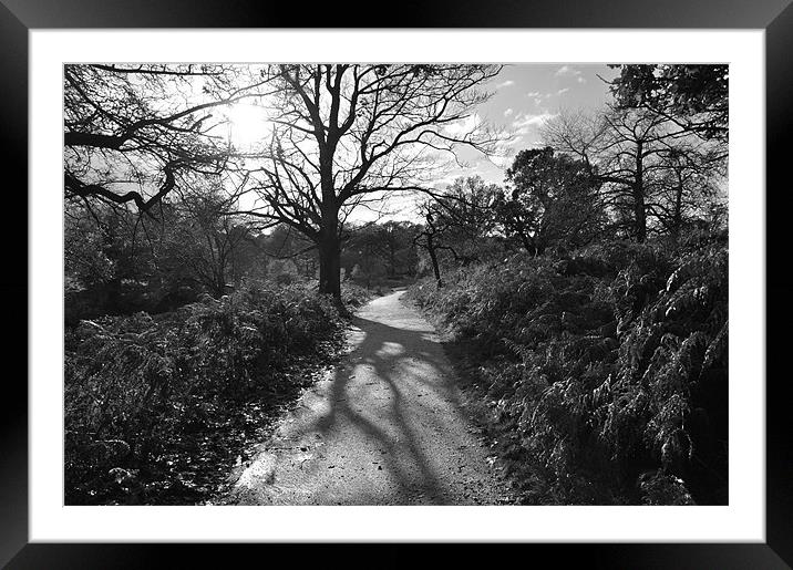 Sunny Path in Richmond Park Framed Mounted Print by Lise Baker