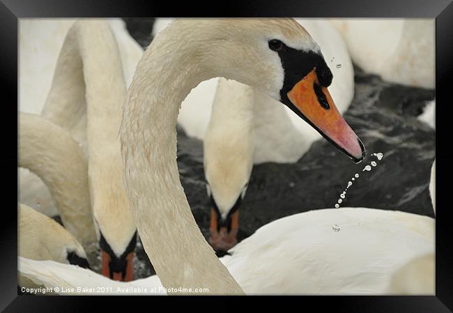 The Swan Framed Print by Lise Baker