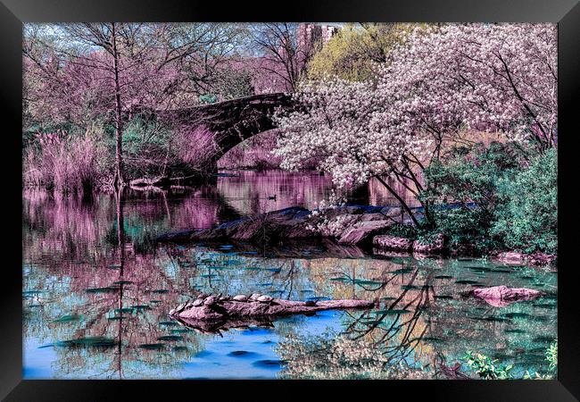 Springtime In Central Park Framed Print by Chris Lord