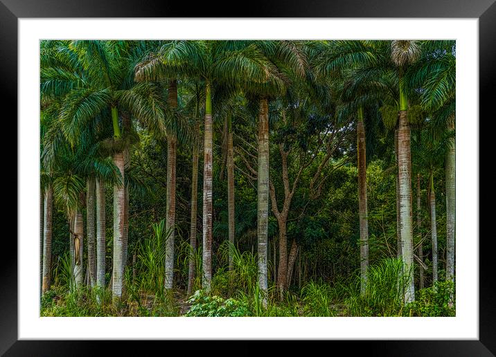 Roadside Palms Framed Mounted Print by Chris Lord