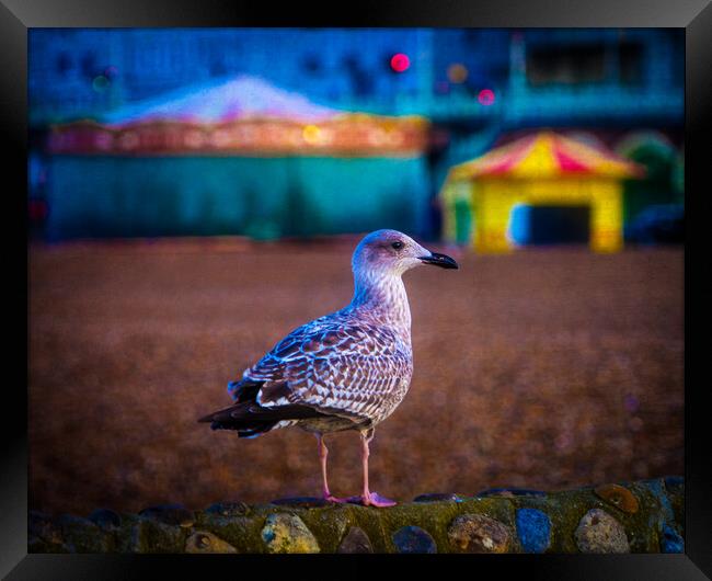 Brighton Seagull Framed Print by Chris Lord