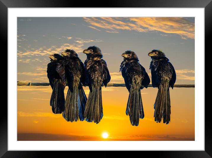 Five On A Wire Framed Mounted Print by Chris Lord