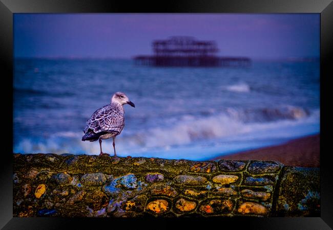 Brighton Baby Seagull Framed Print by Chris Lord
