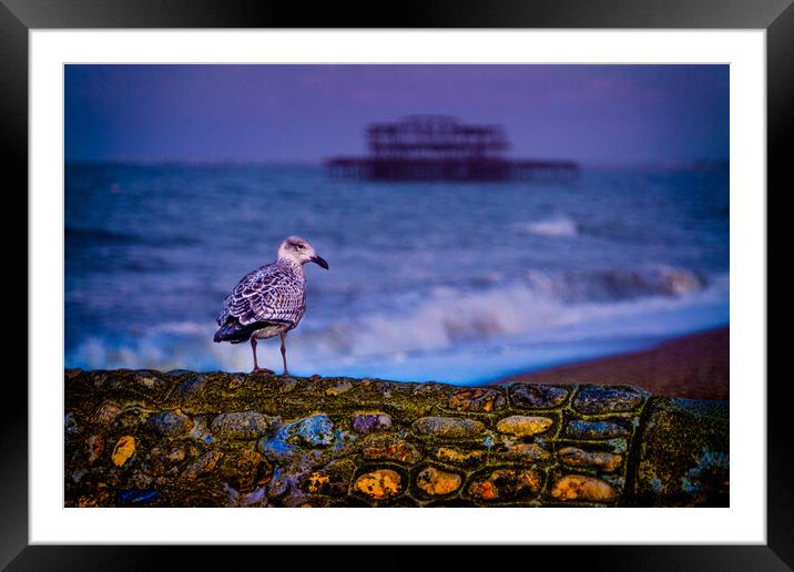Brighton Baby Seagull Framed Mounted Print by Chris Lord