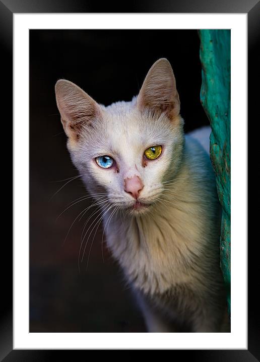 The heterochromic Cat Framed Mounted Print by Chris Lord