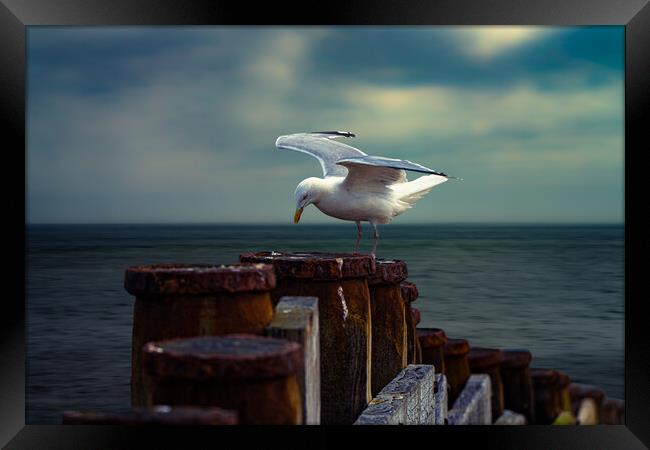A Seagull On A Groin In Eastbourne  Framed Print by Chris Lord