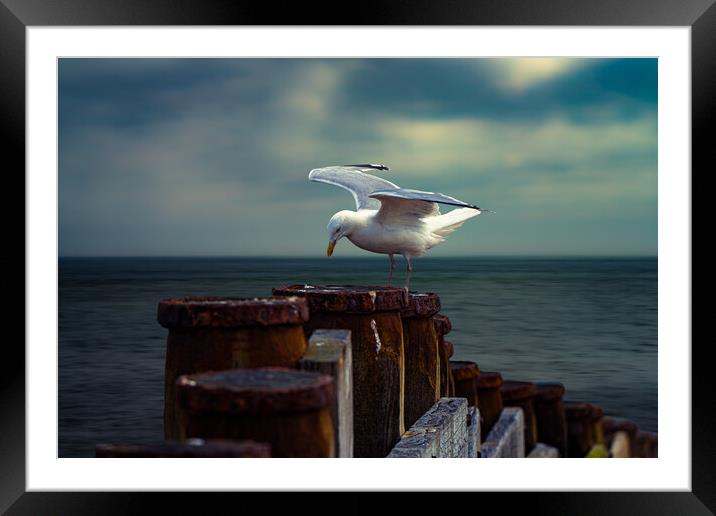A Seagull On A Groin In Eastbourne  Framed Mounted Print by Chris Lord