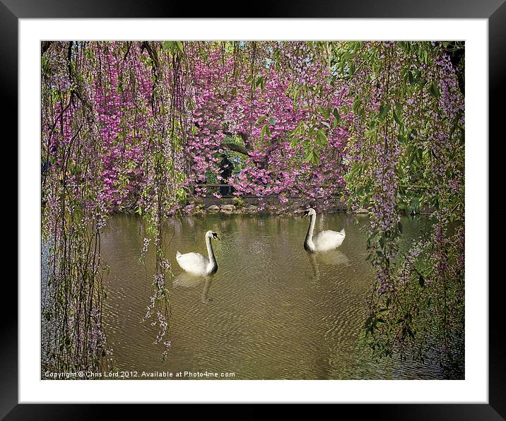 Spring Valentine Framed Mounted Print by Chris Lord
