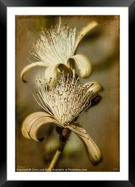 The Botany Specimen Framed Mounted Print by Chris Lord