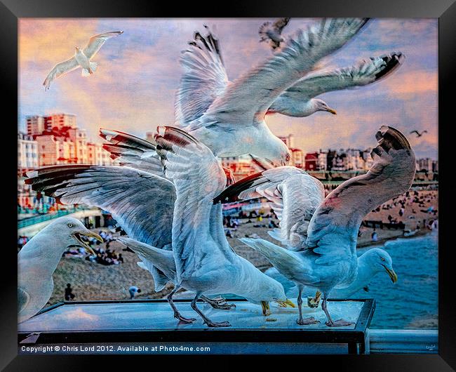 Seagulls on Brighton Pier Framed Print by Chris Lord