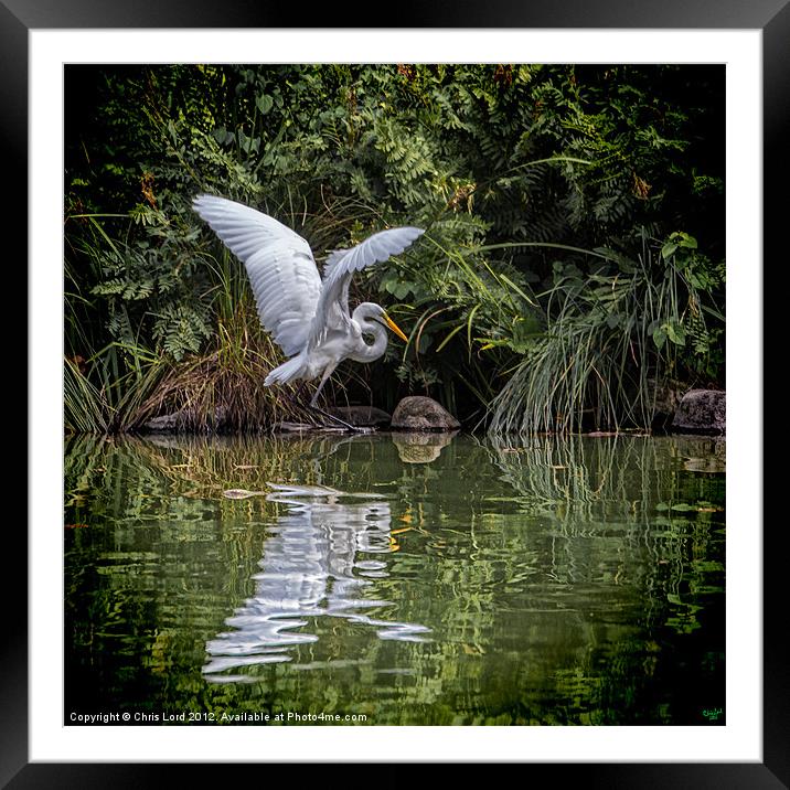 Egret Hunting Framed Mounted Print by Chris Lord
