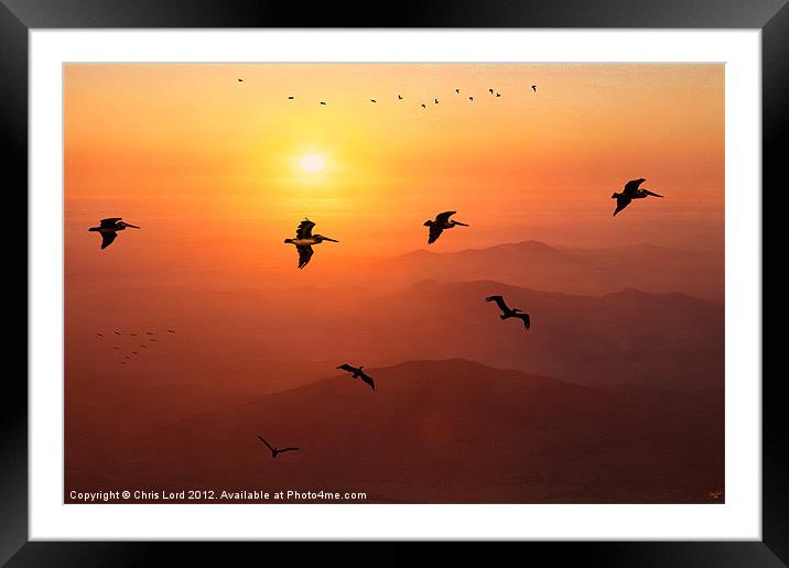 Pelican Migration Framed Mounted Print by Chris Lord
