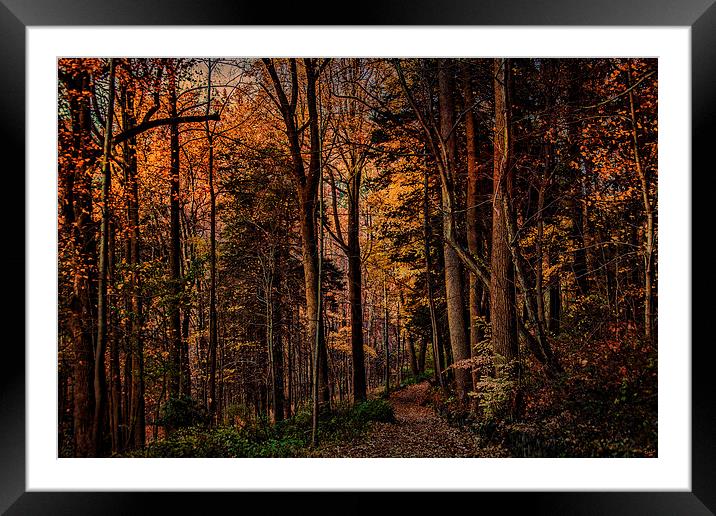 Woodland Trail in Autumn Framed Mounted Print by Chris Lord