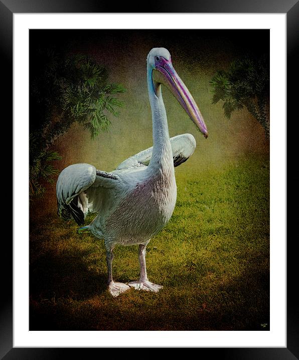 Phineas Pelican Framed Mounted Print by Chris Lord