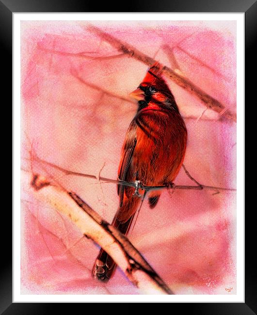 Cardinal In A Thorn Tree Framed Print by Chris Lord
