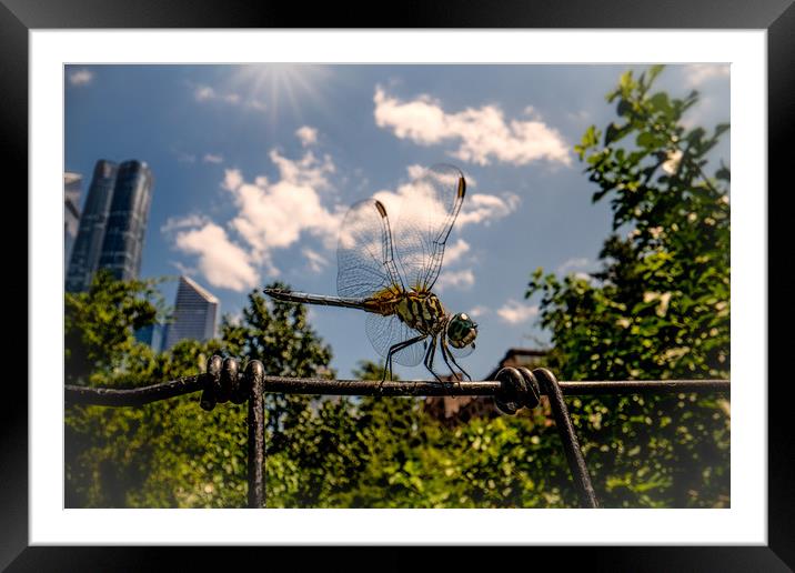 The Giant New York City Dragonfly Framed Mounted Print by Chris Lord