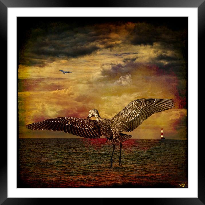 Herons Framed Mounted Print by Chris Lord