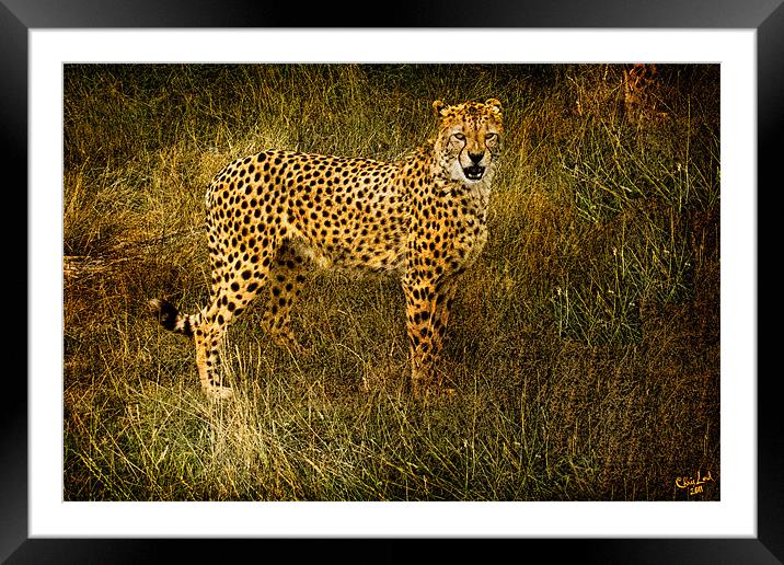 Caught In The Light Framed Mounted Print by Chris Lord