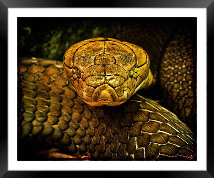 COBRA Framed Mounted Print by Chris Lord