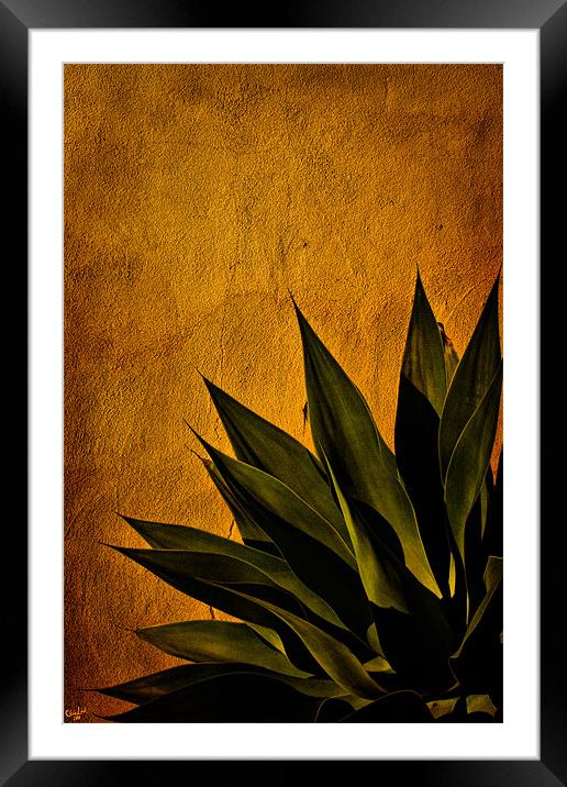 Agave on Adobe Framed Mounted Print by Chris Lord