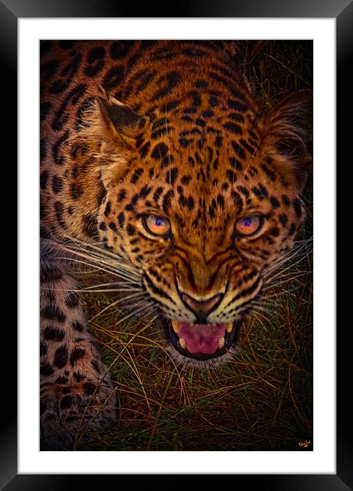 A Chance Encounter Framed Mounted Print by Chris Lord