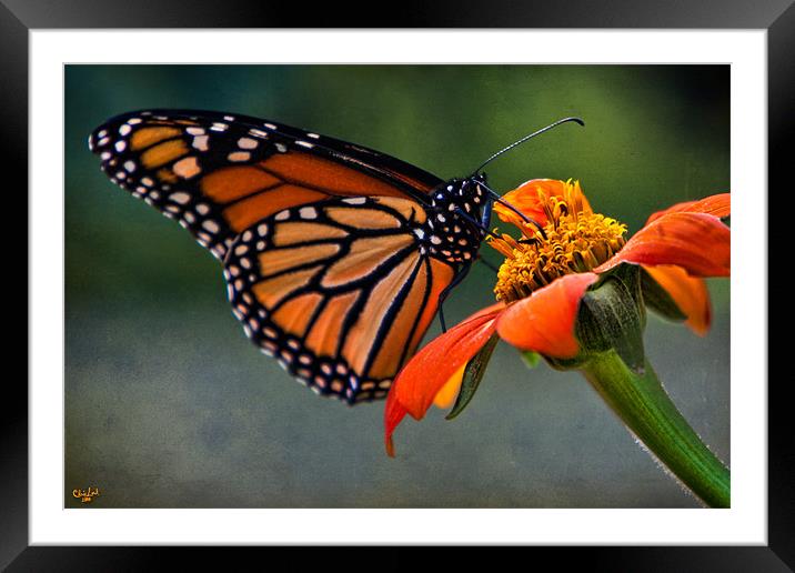 Monarch Butterfly Framed Mounted Print by Chris Lord