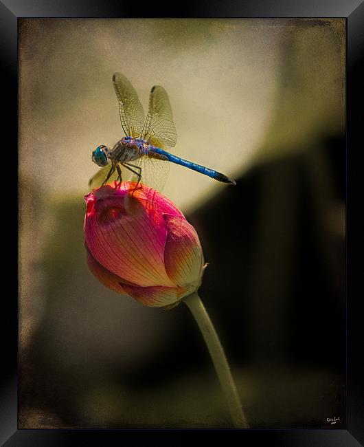 The Lotus and The Dragonfly Framed Print by Chris Lord