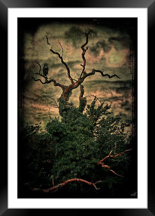The Raven's Tree Framed Mounted Print by Chris Lord