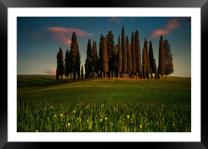 Tuscan Cypress Trees Framed Mounted Print by Chris Lord