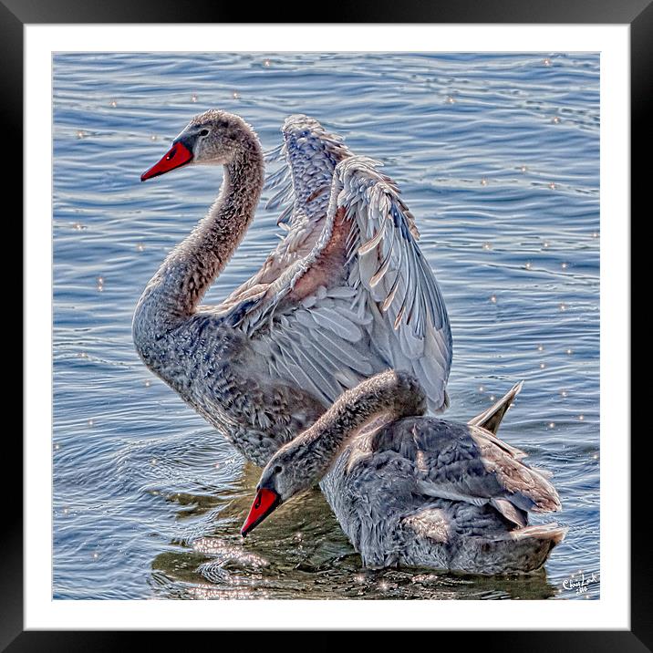 The Cygnets Framed Mounted Print by Chris Lord