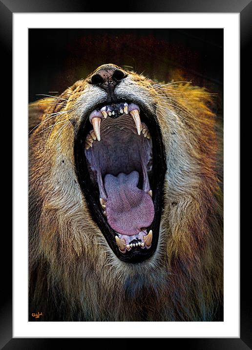 The Royal Yawn Framed Mounted Print by Chris Lord