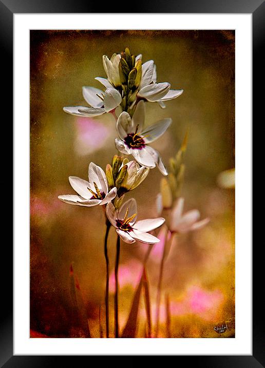 Tiny Spring Blooms Framed Mounted Print by Chris Lord