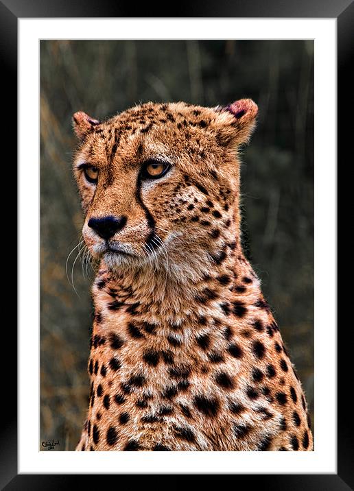 The Pensive Cheetah Framed Mounted Print by Chris Lord