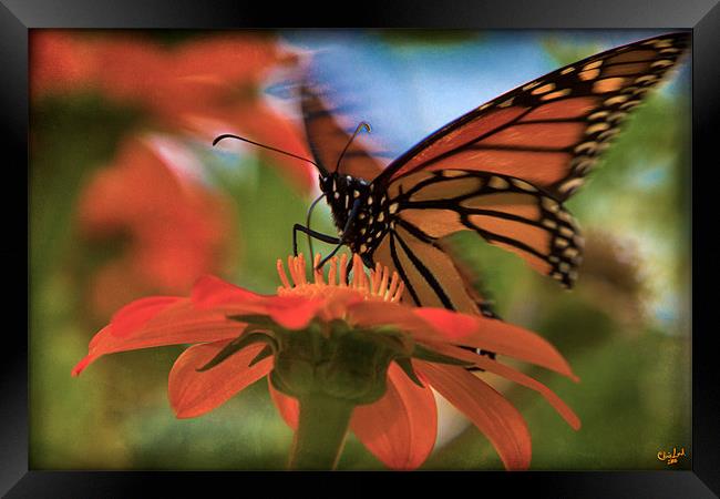 The Mexicans Framed Print by Chris Lord