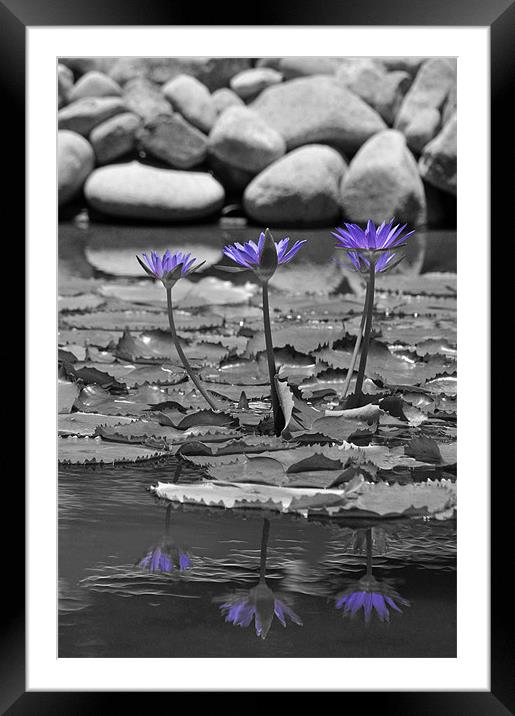 Lotus Reflection Framed Mounted Print by Stuart Hough